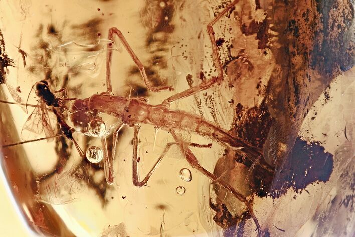 Rare Fossil Walking Stick (Phasmatodea) and More In Baltic Amber #325330